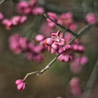 Buy canvas prints of common spindle by Jo Beerens
