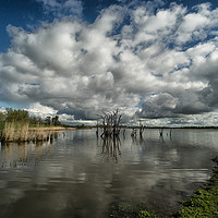 Buy canvas prints of cloudy wetlands by Jo Beerens