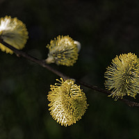 Buy canvas prints of fluffy willow blossom by Jo Beerens