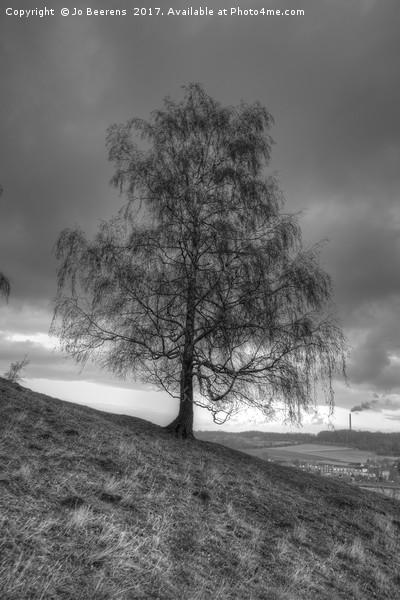 hillside birch tree Picture Board by Jo Beerens
