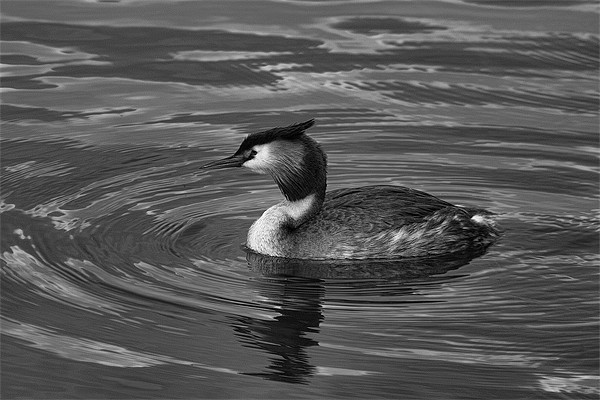 Great Crested Grebe Black & White Picture Board by Dean Messenger