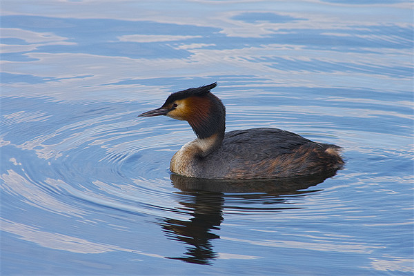 Great Crested Grebe Picture Board by Dean Messenger
