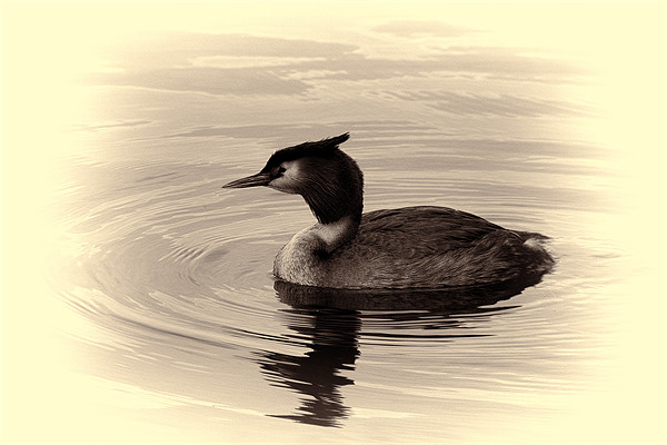 Great Crested Grebe Picture Board by Dean Messenger