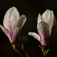 Buy canvas prints of magnolias by Dean Messenger