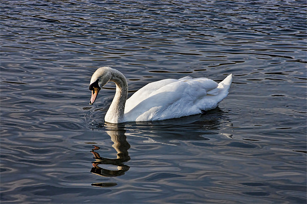 Drinking Swan Picture Board by Dean Messenger