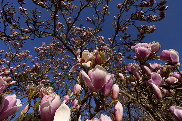 Magnolias in Bloom Picture Board by Dean Messenger