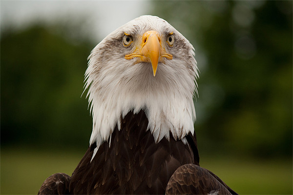 Bald Eagle Picture Board by Dean Messenger