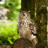 Buy canvas prints of Eagle owl by Dean Messenger