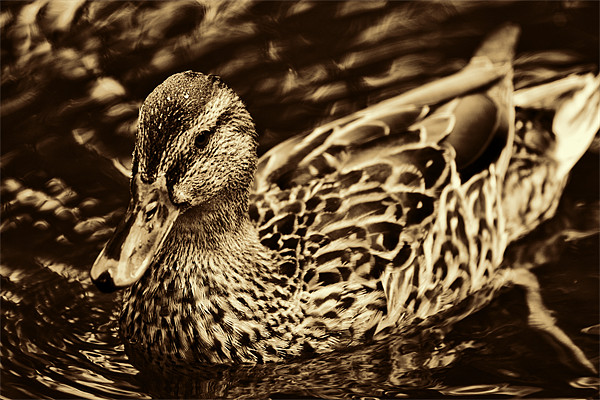 Golden Duck Framed Mounted Print by Dean Messenger