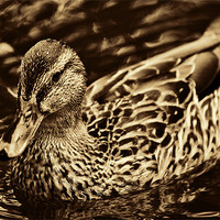 Buy canvas prints of Golden Duck by Dean Messenger