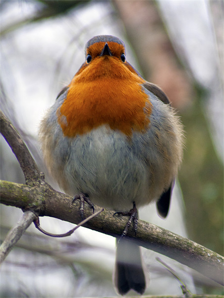 Robin Redbreast Picture Board by Dean Messenger
