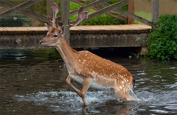 Deer in Water Picture Board by Dean Messenger