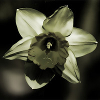 Buy canvas prints of Daffodil by Dean Messenger