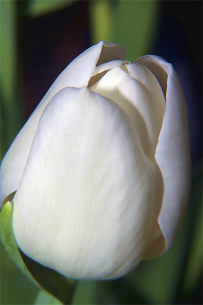 White Tulip Picture Board by Dean Messenger