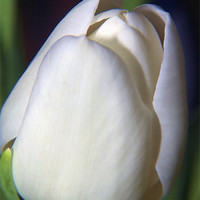 Buy canvas prints of White Tulip by Dean Messenger
