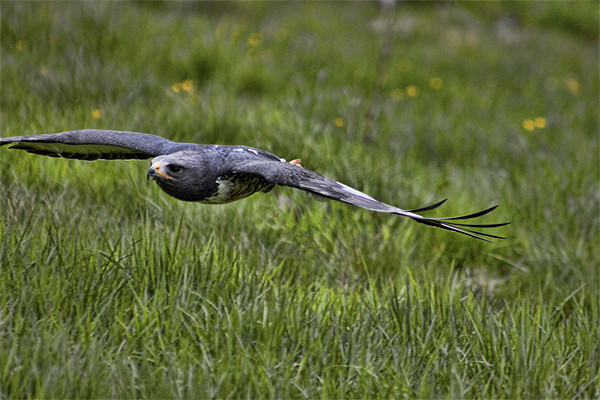 Jackal Buzzard Coming in to land Picture Board by Dean Messenger