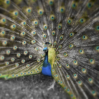 Buy canvas prints of Peacock Eyes by Dean Messenger
