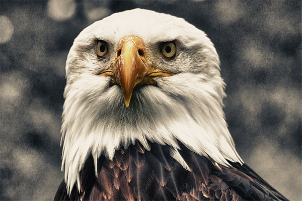 Proud Bald Eagle Picture Board by Dean Messenger