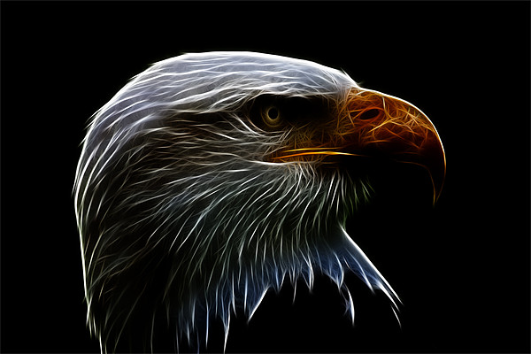 Bald Eagle Profile Fractualis Picture Board by Dean Messenger