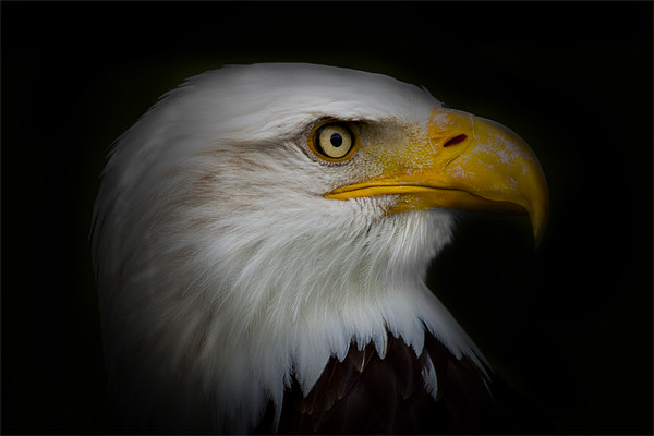 Bald Eagle Vignette Picture Board by Dean Messenger