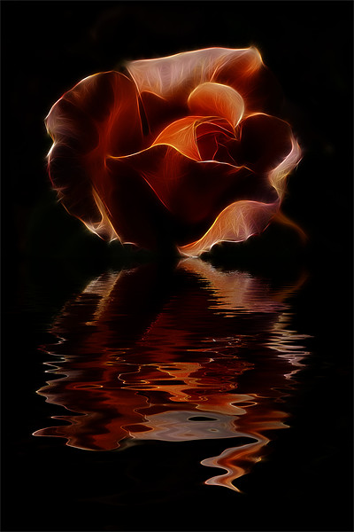Reflected Rose Picture Board by Dean Messenger