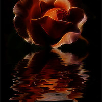 Buy canvas prints of Reflected Rose by Dean Messenger