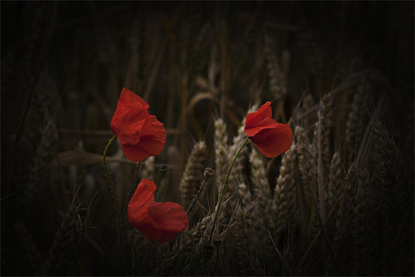 Poppies among the cornfield Picture Board by Dean Messenger