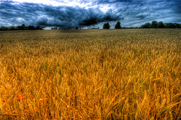Fields of Gold Picture Board by Dean Messenger