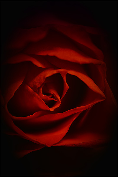 Valentines Rose Picture Board by Dean Messenger