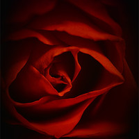 Buy canvas prints of Valentines Rose by Dean Messenger