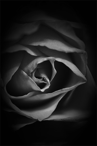 Black and White Rose Picture Board by Dean Messenger