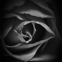 Buy canvas prints of Black and White Rose by Dean Messenger