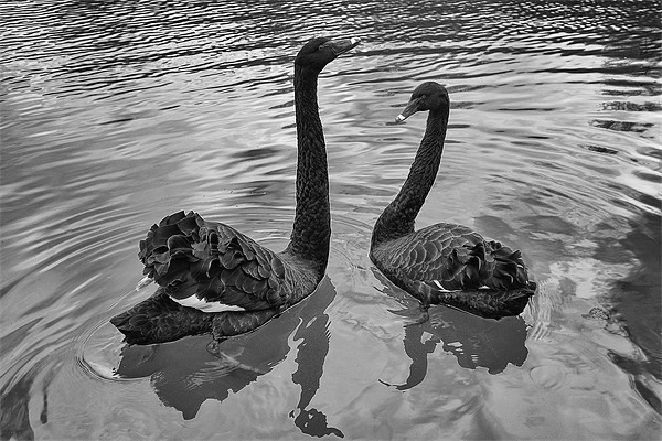 Black Swans Picture Board by Dean Messenger