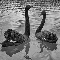 Buy canvas prints of Black Swans by Dean Messenger