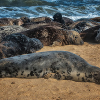 Buy canvas prints of Horsey Grey seals by Dean Messenger