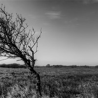 Buy canvas prints of Windswept Tree by Dean Messenger