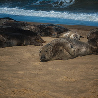 Buy canvas prints of Horsey seals by Dean Messenger