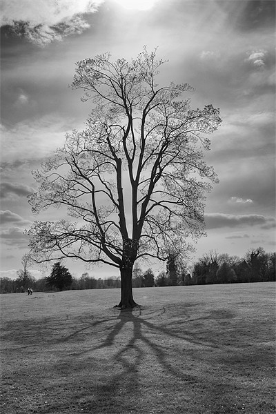 tree and shadows Picture Board by Dean Messenger