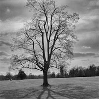 Buy canvas prints of tree and shadows by Dean Messenger