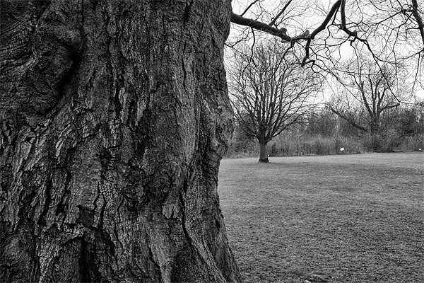 Bark black and white Picture Board by Dean Messenger