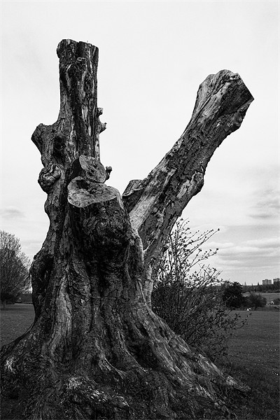 Gnarled old tree Picture Board by Dean Messenger