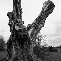 Buy canvas prints of Gnarled old tree by Dean Messenger