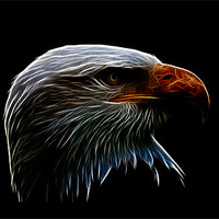 Buy canvas prints of bald eagle iPhone Case by Dean Messenger