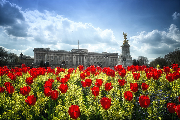 Tulips at Buckingham Palace Picture Board by Dean Messenger