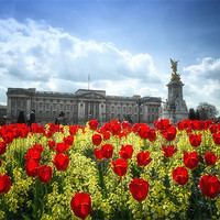 Buy canvas prints of Tulips at Buckingham Palace by Dean Messenger