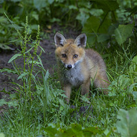 Buy canvas prints of fox cub 1 by Dean Messenger
