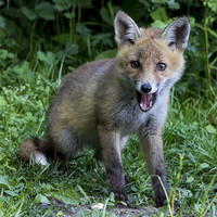 Buy canvas prints of fox cub 2 by Dean Messenger