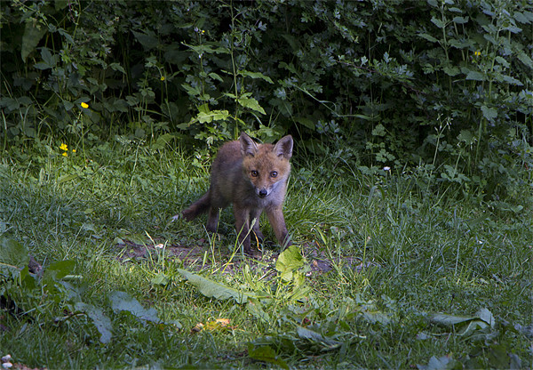 fox cub 3 Picture Board by Dean Messenger