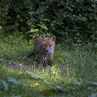 Buy canvas prints of fox cub 3 by Dean Messenger