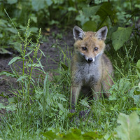 Buy canvas prints of fox cub 4 by Dean Messenger